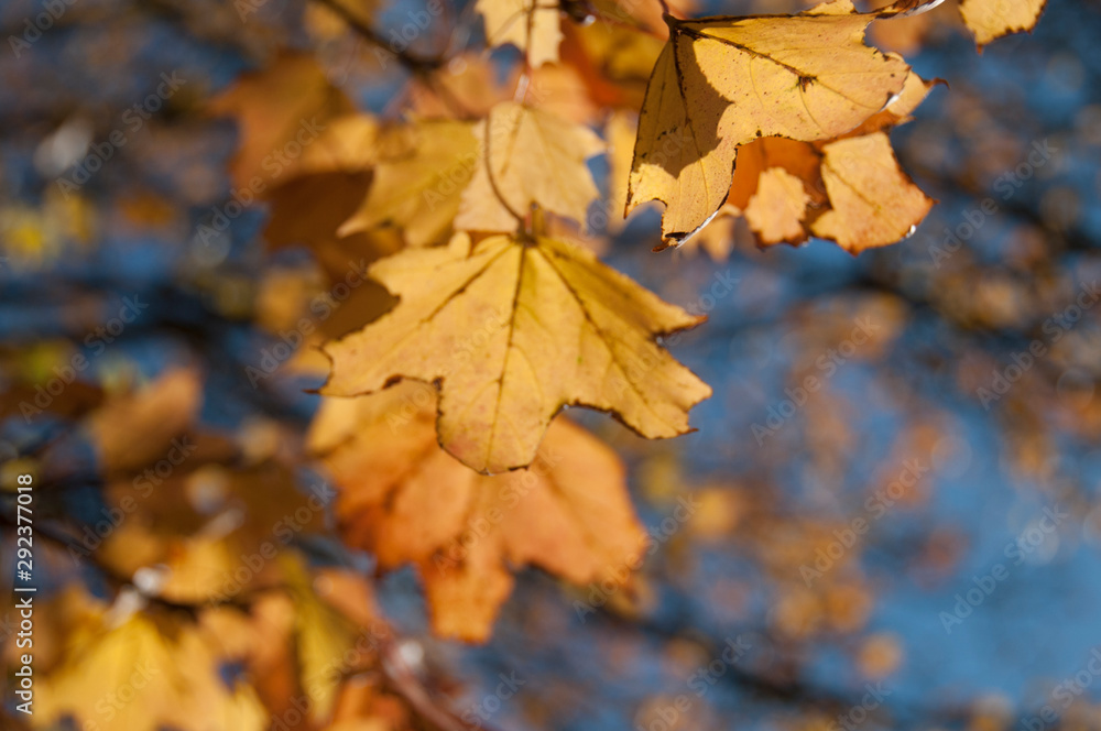 Close up of Maple leaves Close up of Maple leaves