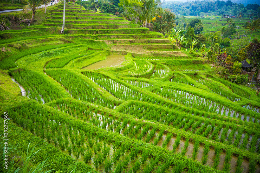 Rice terraces in mountains, Bali Indonesia