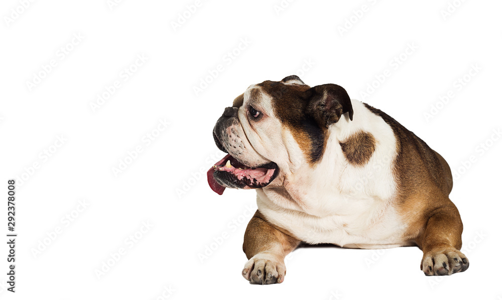 english bulldog dog lies on a white background
