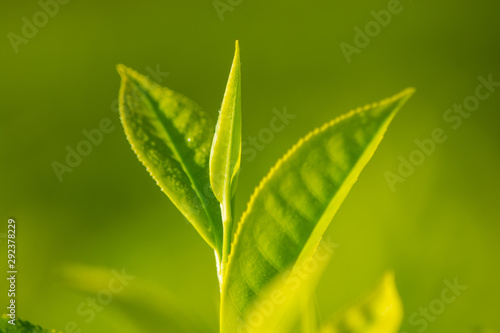 Close Up of Green Tea Leaves 