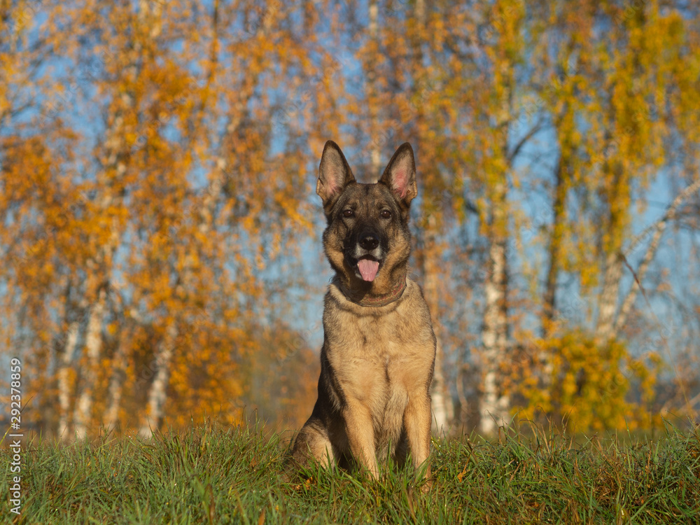 Portrait of a German shepherd on a background of birches with golden foliage and blue sky.