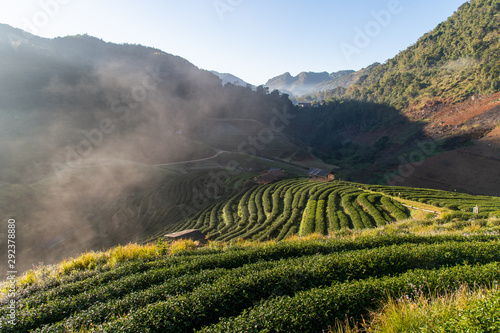 2000 Tea plantation     Rai-cha sawng pan Doi Ang khang of Doi  hills  in northern Thailand