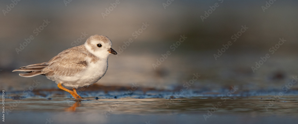 Piping Plover on New England Beach Piping Plover on New England Beach