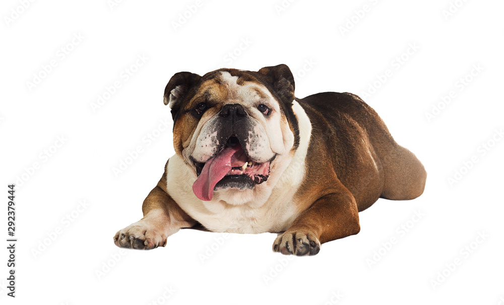 english bulldog dog lies on a white background english bulldog dog lies on a white background