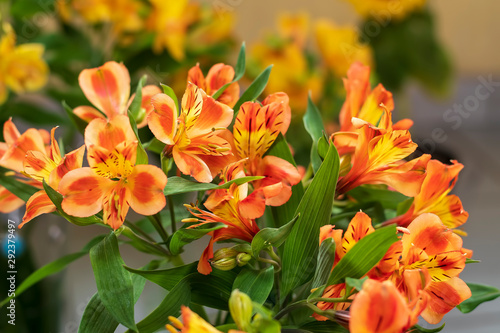 range field lily flower