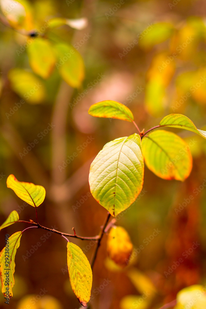 Composition of autumn leaves in the autumn forest. Selective focus. Composition of autumn leaves in the autumn forest. Selective focus.