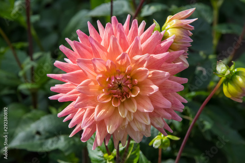 A peach, pink and yellow dahlia flower in autumn