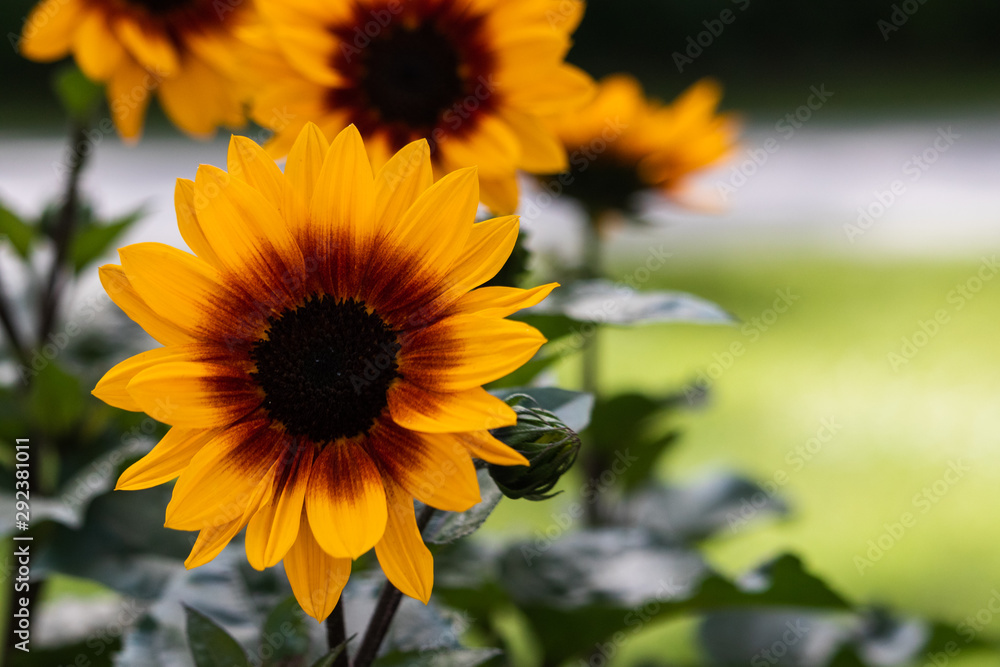 Obraz premium Yellow flowers