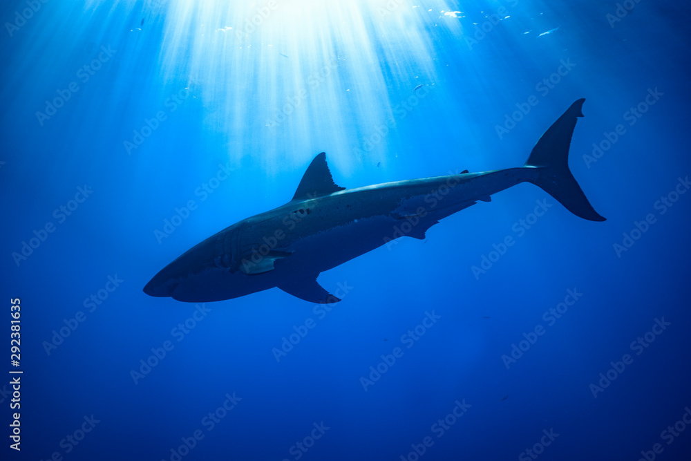 Naklejka premium great white shark silhouette 