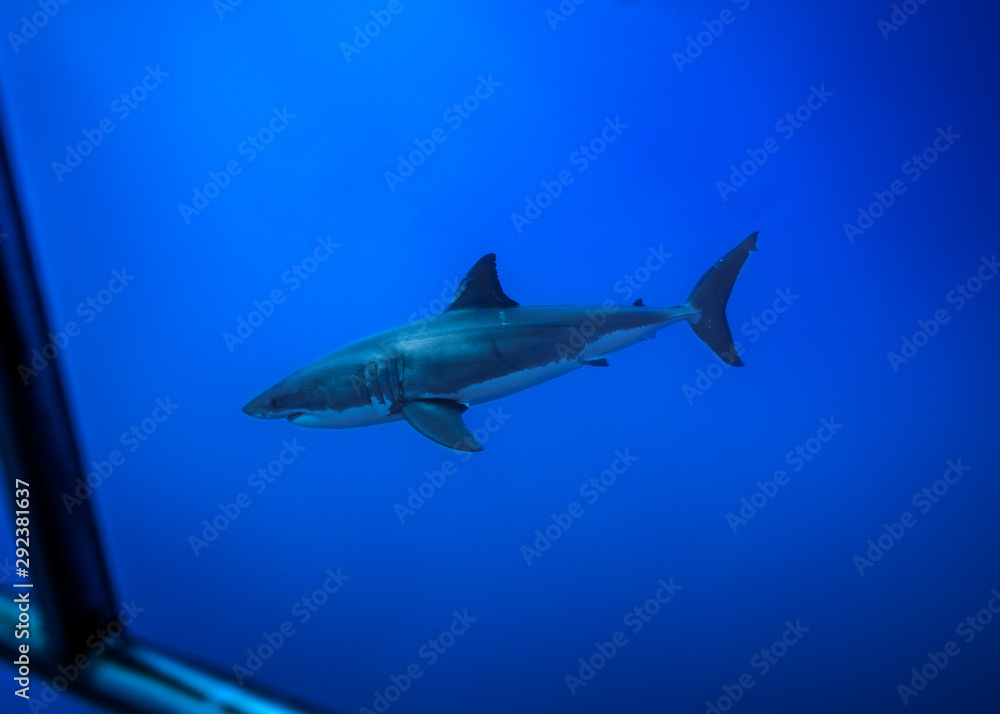Fototapeta premium Great White Shark at Guadalupe Island, Baja California, Mexico.