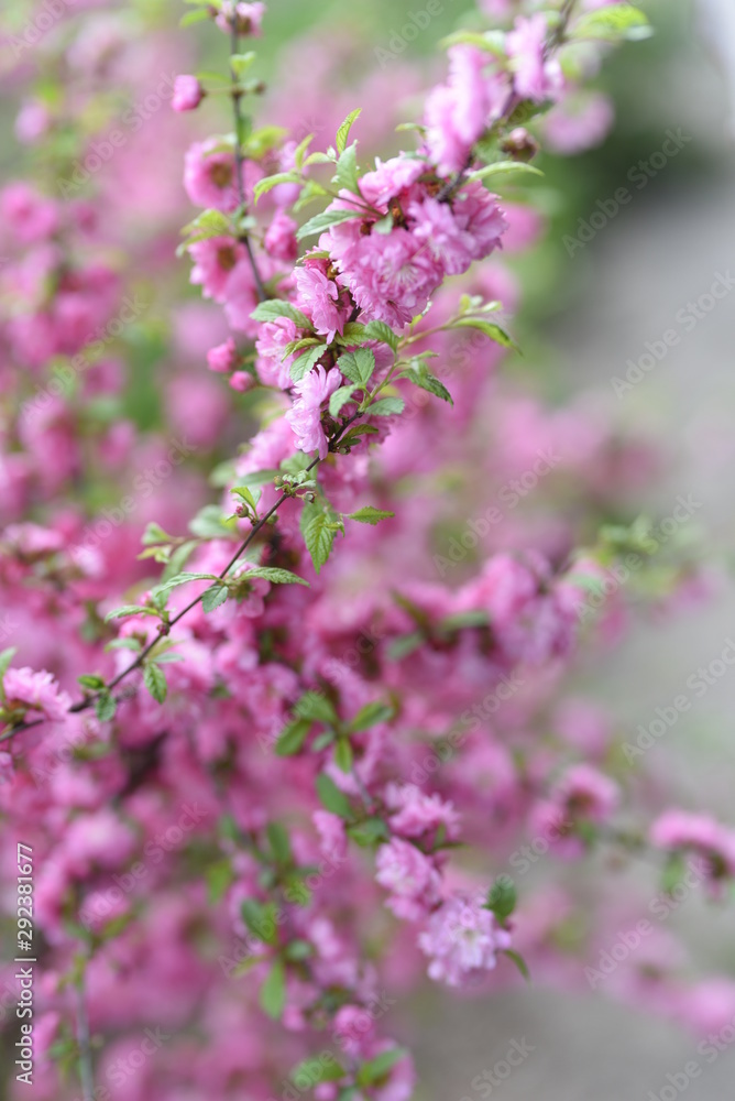 pink branches spring background macro pink branches spring background macro