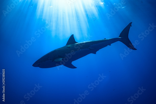 great white shark silhouette 