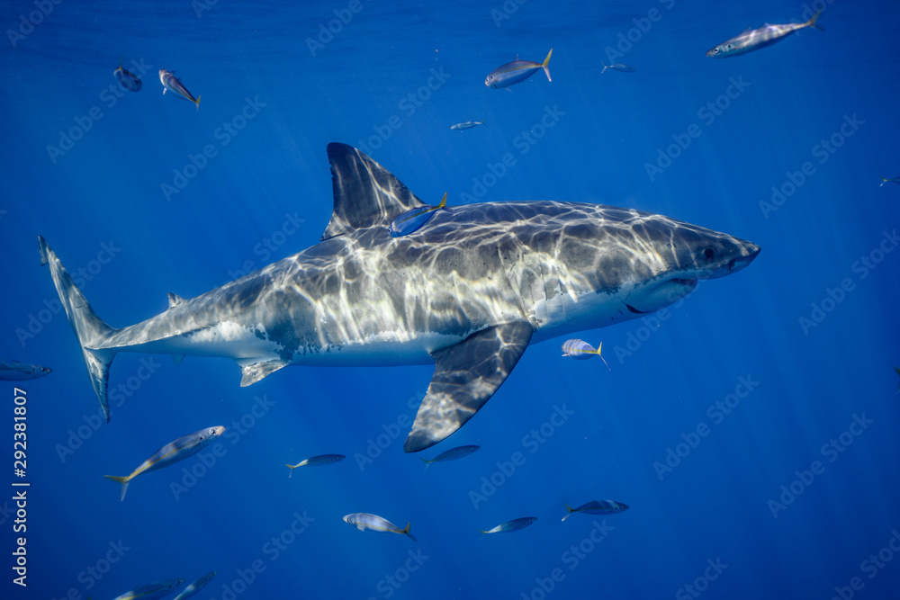 Fototapeta premium Great White Shark at Guadalupe Island, Baja California, Mexico.