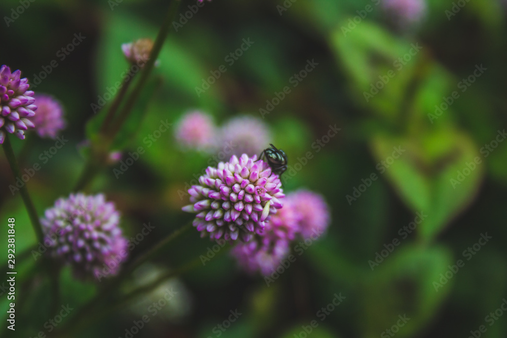 small pink flowers growing on forest ground on Sao Miguel Island, Azores, Portugal small pink flowers growing on forest ground on Sao Miguel Island, Azores, Portugal