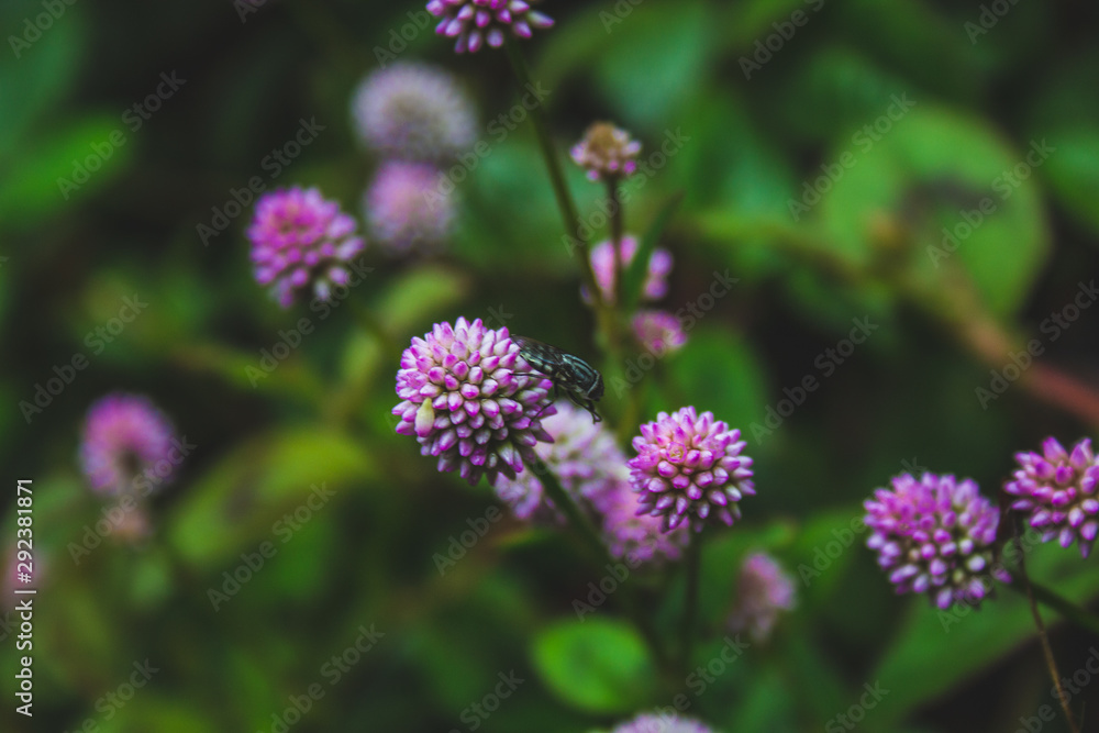 Obraz premium small pink flowers growing on forest ground on Sao Miguel Island, Azores, Portugal