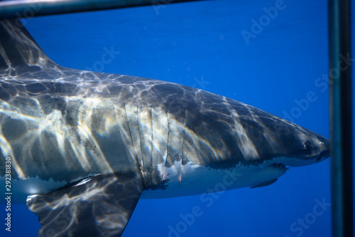 Great White Shark at Guadalupe Island  Baja California  Mexico.