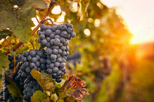 Blue grapes at sunset in autumn vineyard