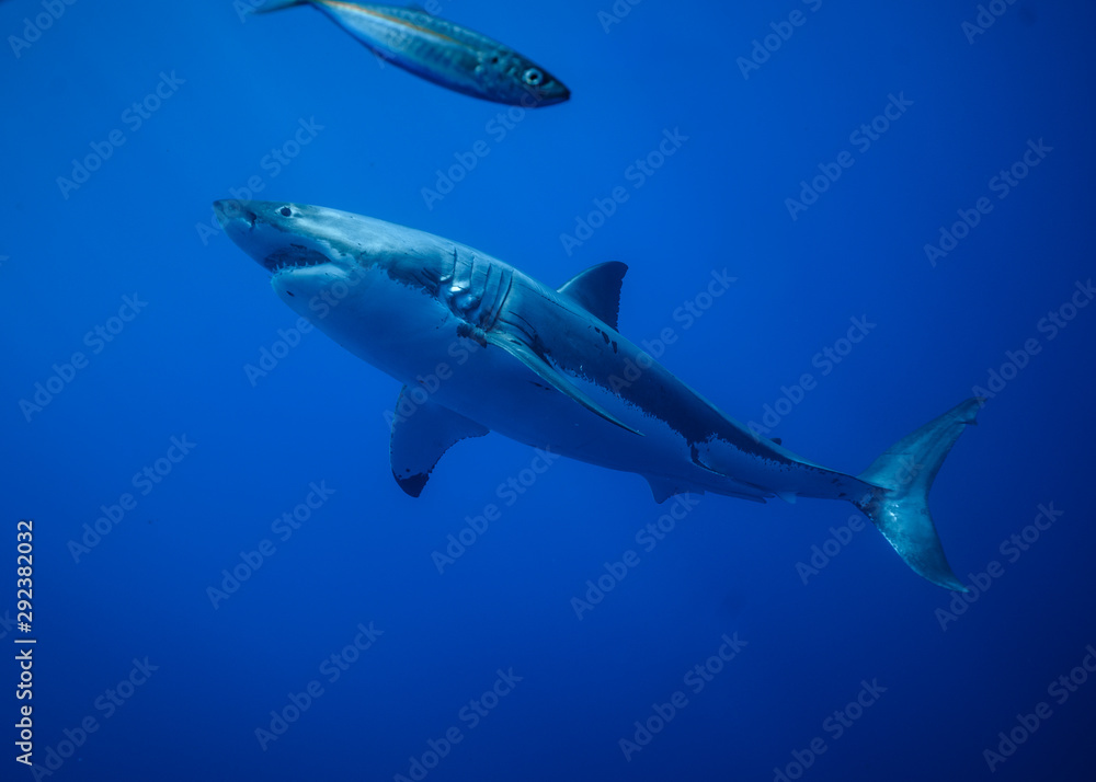 Fototapeta premium Great White Shark at Guadalupe Island, Baja California, Mexico.