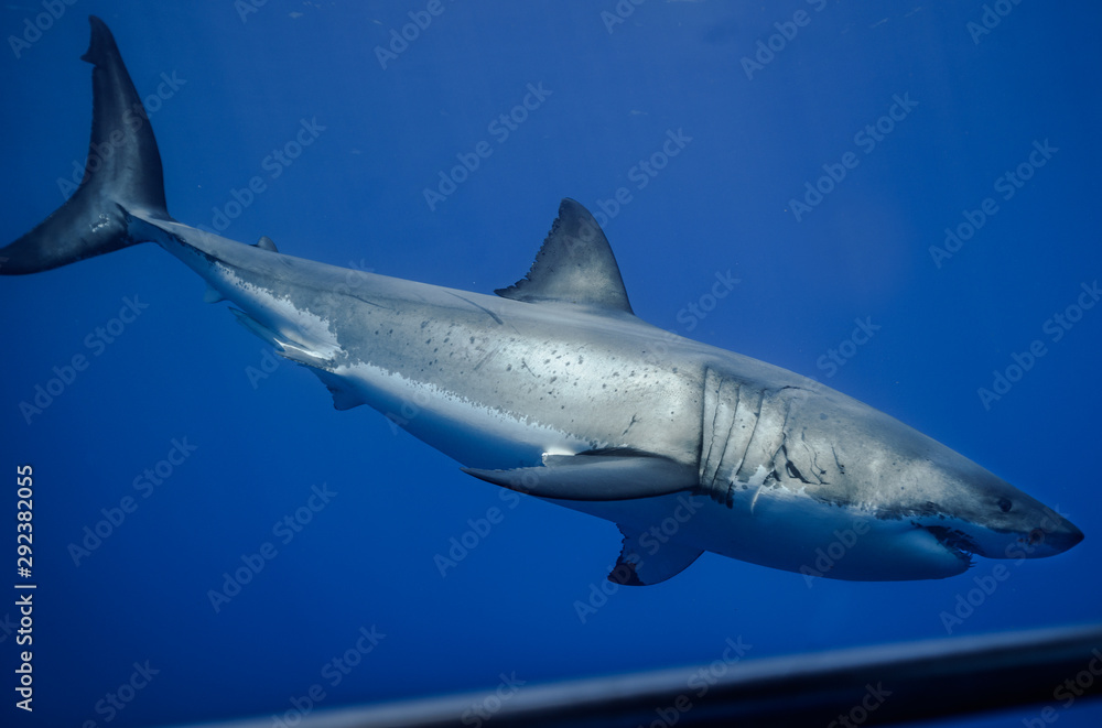 Obraz premium Great White Shark at Guadalupe Island, Baja California, Mexico.