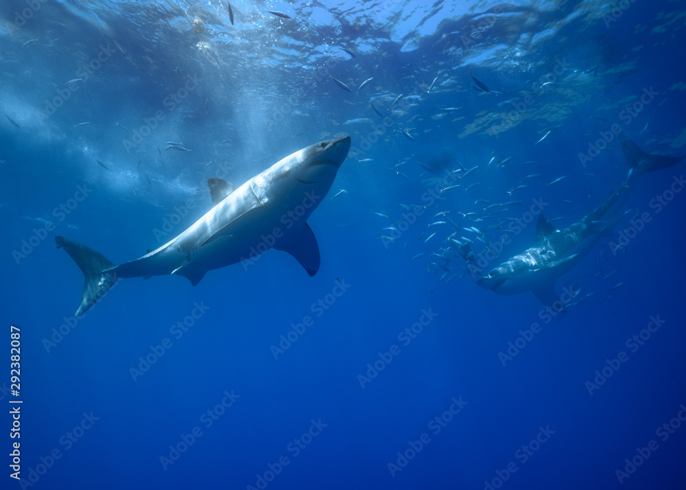 Obraz premium Great White Shark at Guadalupe Island, Baja California, Mexico.