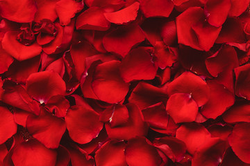 Background of red rose petals. Valentines day celebration concept. Top view. Flat lay.