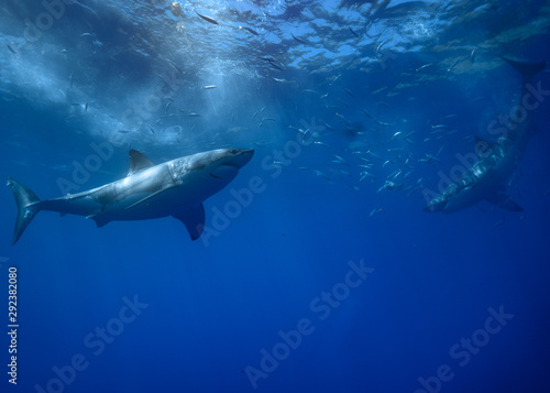 Great White Shark at Guadalupe Island, Baja California, Mexico. © Sasha