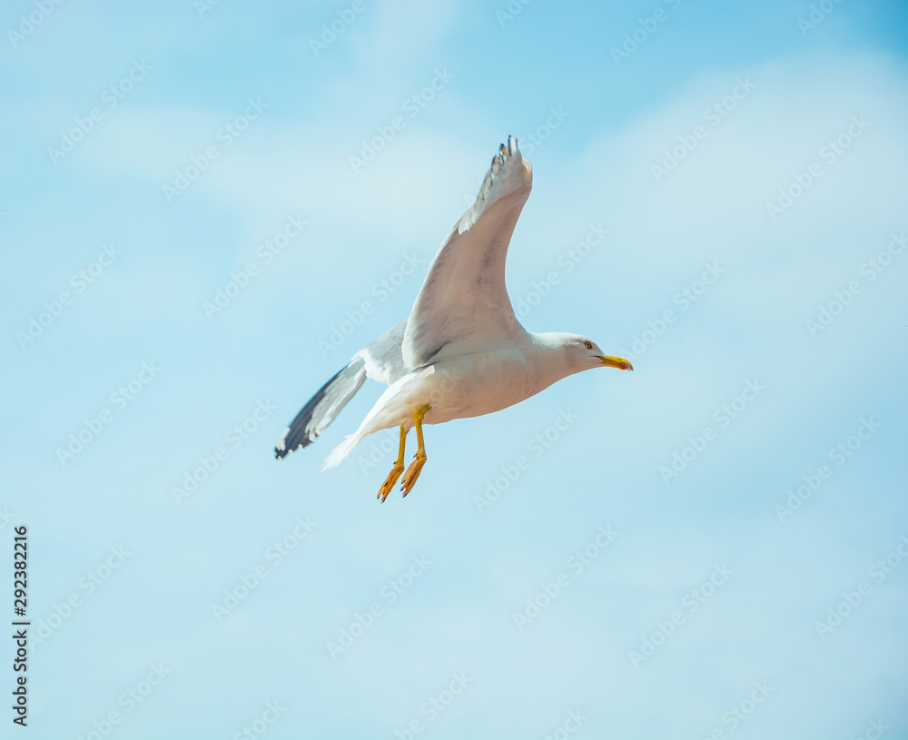 Obraz premium A seagull is flying in the sky