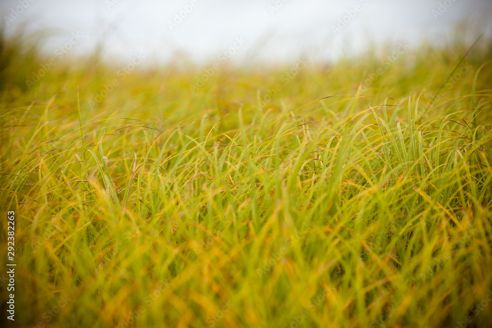 Bright yellow-green grass. Photo background with yellow grass. Yellow and green grass texture closeup.