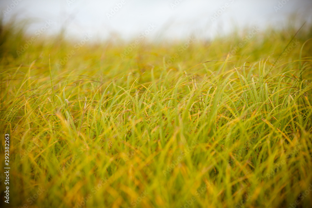 Bright yellow-green grass. Photo background with yellow grass. Yellow and green grass texture closeup. Bright yellow-green grass. Photo background with yellow grass. Yellow and green grass texture closeup.