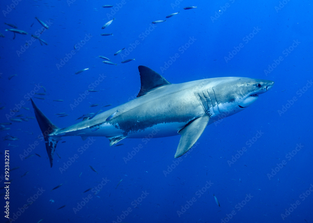 Fototapeta premium Great White Shark at Guadalupe Island, Baja California, Mexico.