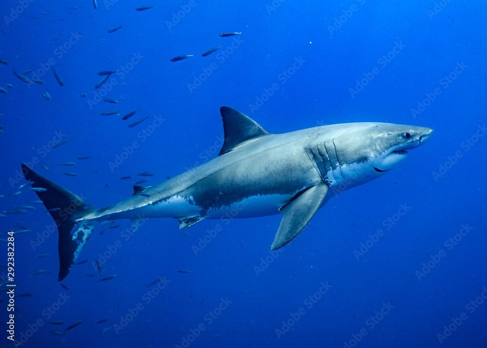 Great White Shark at Guadalupe Island, Baja California, Mexico. Great White Shark at Guadalupe Island, Baja California, Mexico.