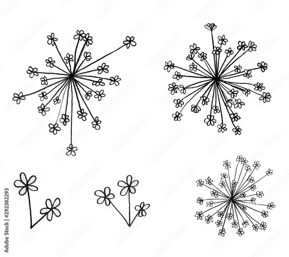 Obraz premium Ammi Majus little flowers graphic hand drawn - blossom isolated on white background