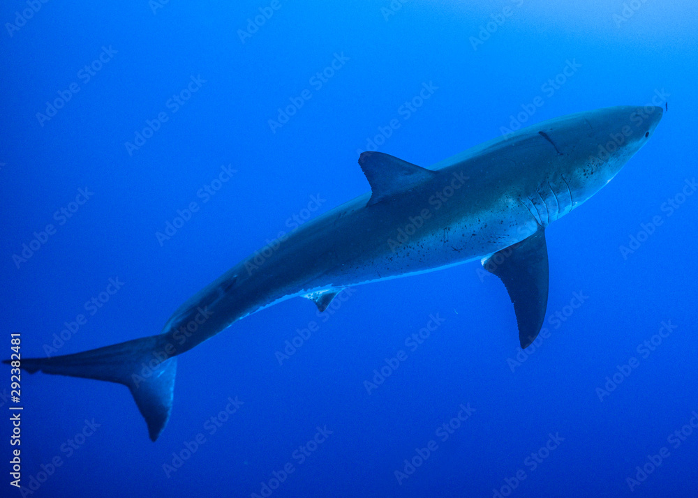 Fototapeta premium Great White Shark at Guadalupe Island, Baja California, Mexico.