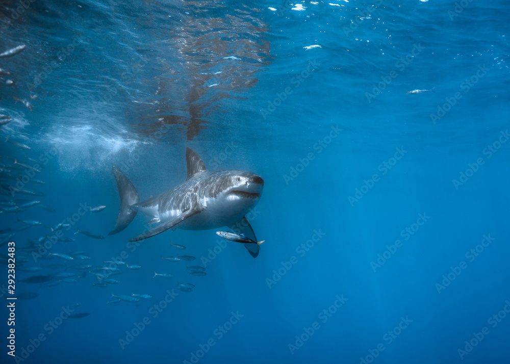 Fototapeta premium Great White Shark at Guadalupe Island, Baja California, Mexico.