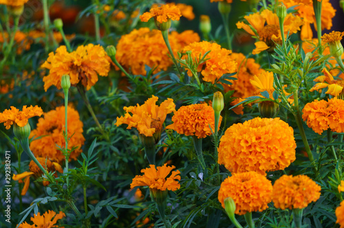 Orange marigolds bloomed in a flowerbed in a city park. © lizaveta25
