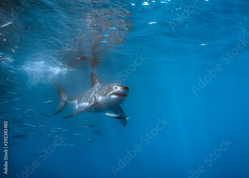 Great White Shark at Guadalupe Island  Baja California  Mexico.