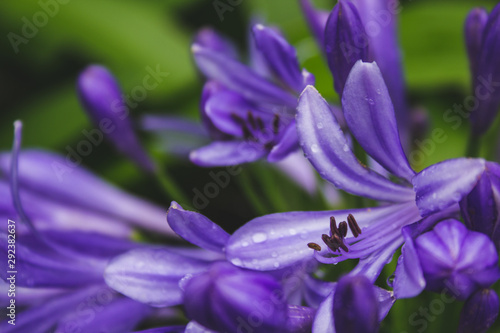 Beautiful purple african lily flower growing on the island of Sao Miguel, Azores, Portugal