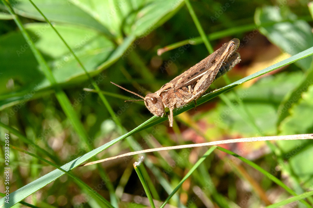 grasshopper on grass grasshopper on grass