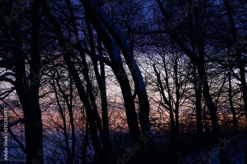 Shades of the trees on the night snowy forest. The sunset in winter forest. 