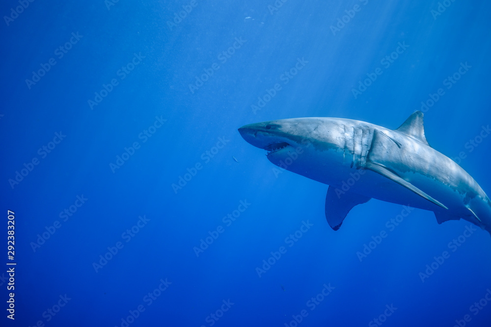 Great White Shark at Guadalupe Island, Baja California, Mexico. Great White Shark at Guadalupe Island, Baja California, Mexico.