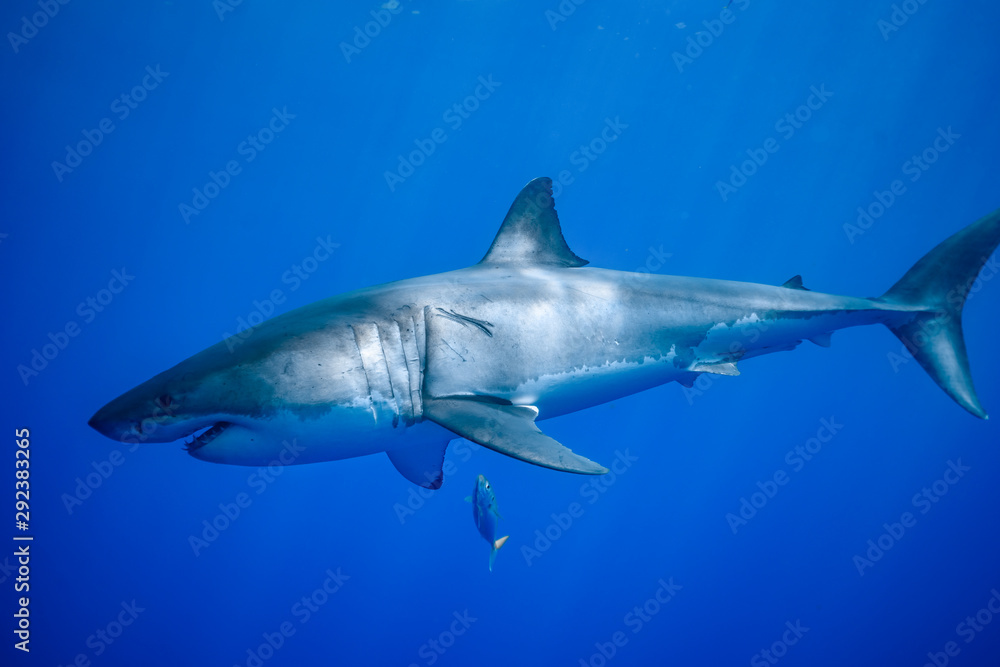 Obraz premium Great White Shark at Guadalupe Island, Baja California, Mexico.