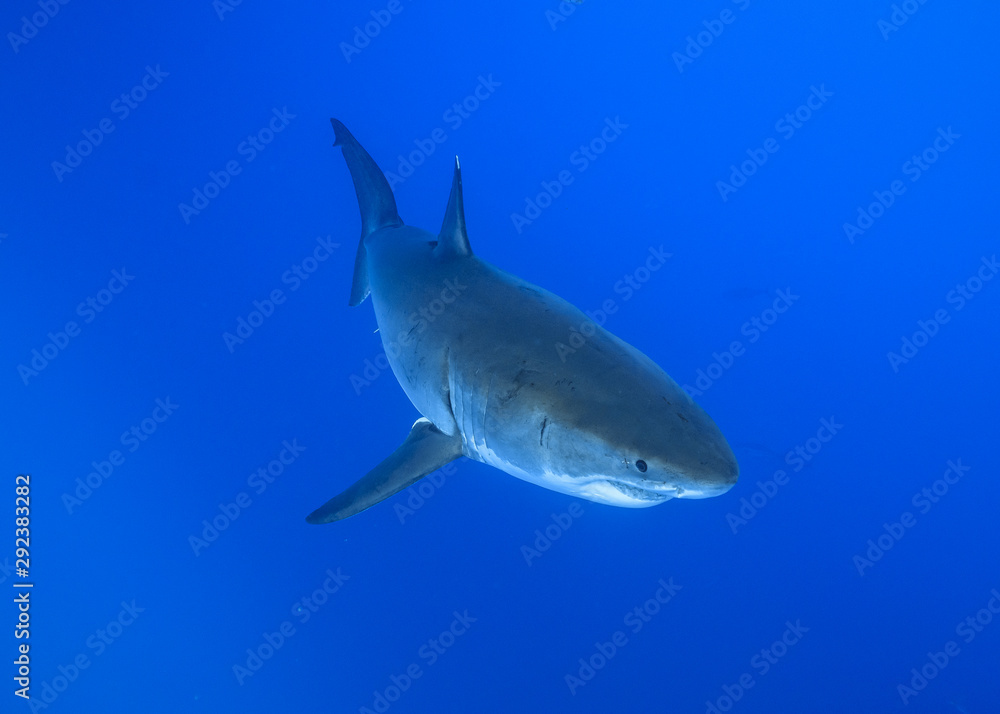 Fototapeta premium Great White Shark at Guadalupe Island, Baja California, Mexico.