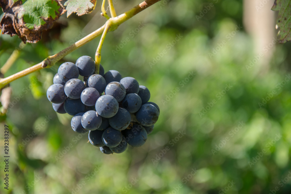 Close-up of ripe blue wine grapes on vine, vineyards in autumn harvest. Fruits in fall. beautiful red grapes ready for harvesting