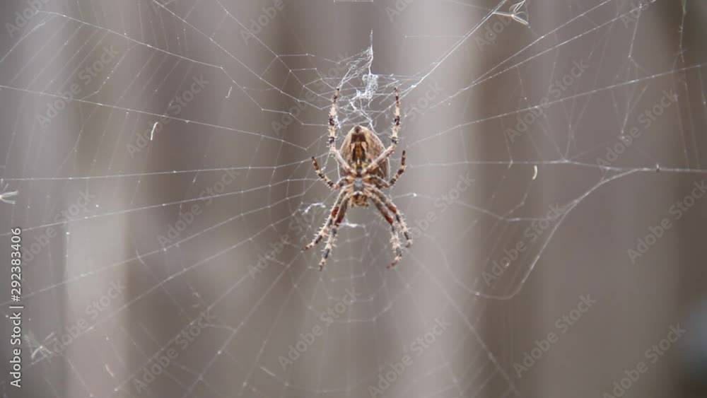 Big spider sitting idly in web Big spider sitting idly in web