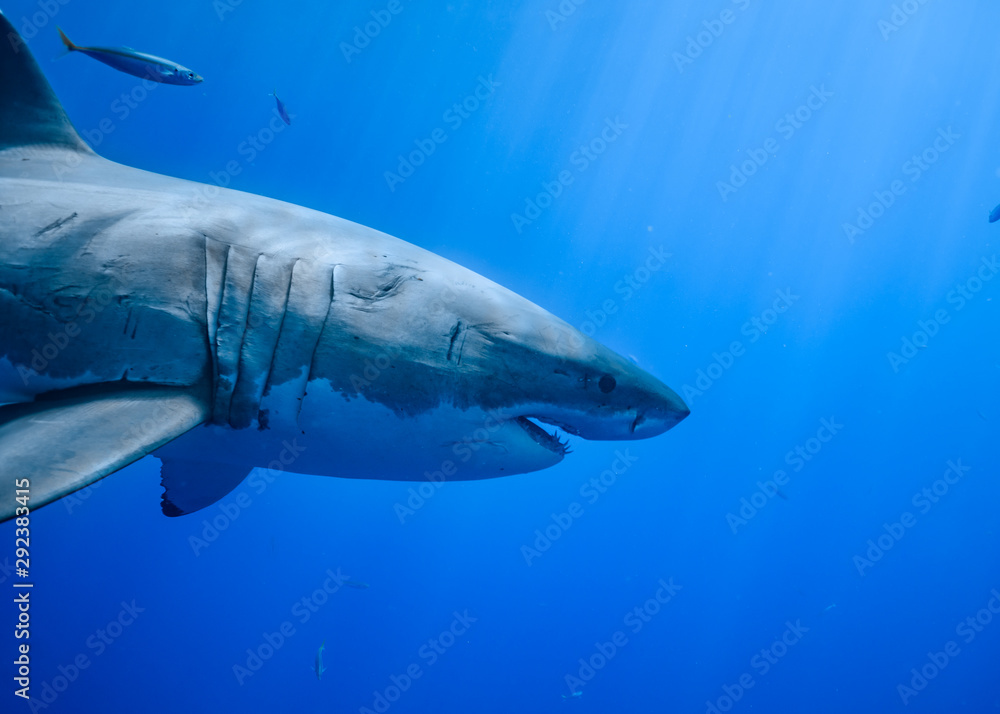 Great White Shark at Guadalupe Island, Baja California, Mexico. Great White Shark at Guadalupe Island, Baja California, Mexico.
