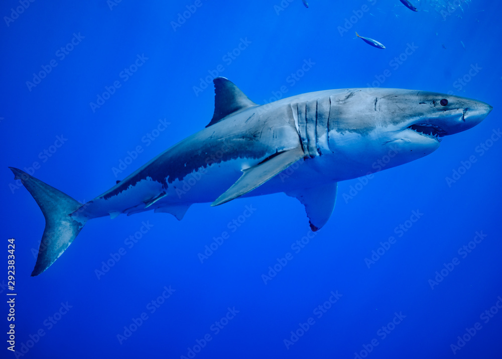 Obraz premium Great White Shark at Guadalupe Island, Baja California, Mexico.
