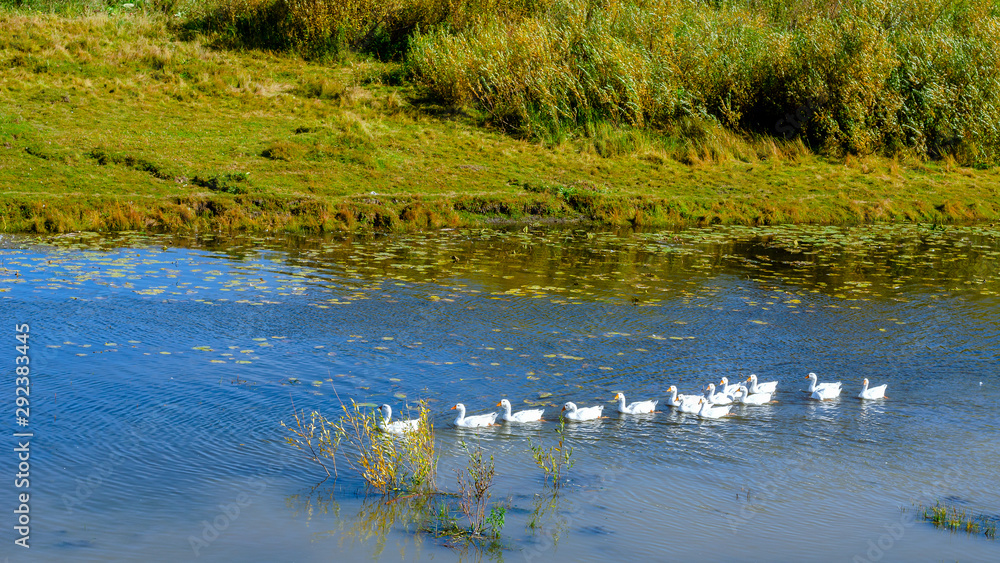Fototapeta premium White domestic geese swim in a row behind the main on a small river along the bushes and the trail.