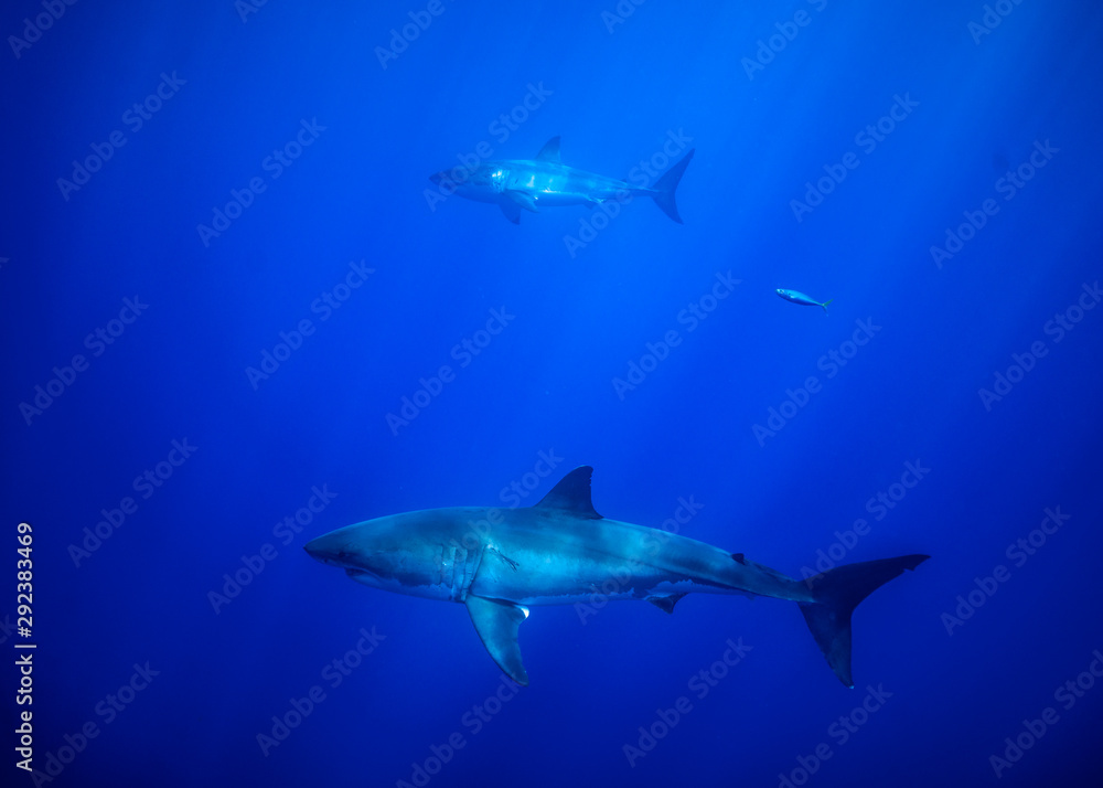 Great White Shark, Guadalupe Island, Isla Guadalupe, White Shark, Cage Diving