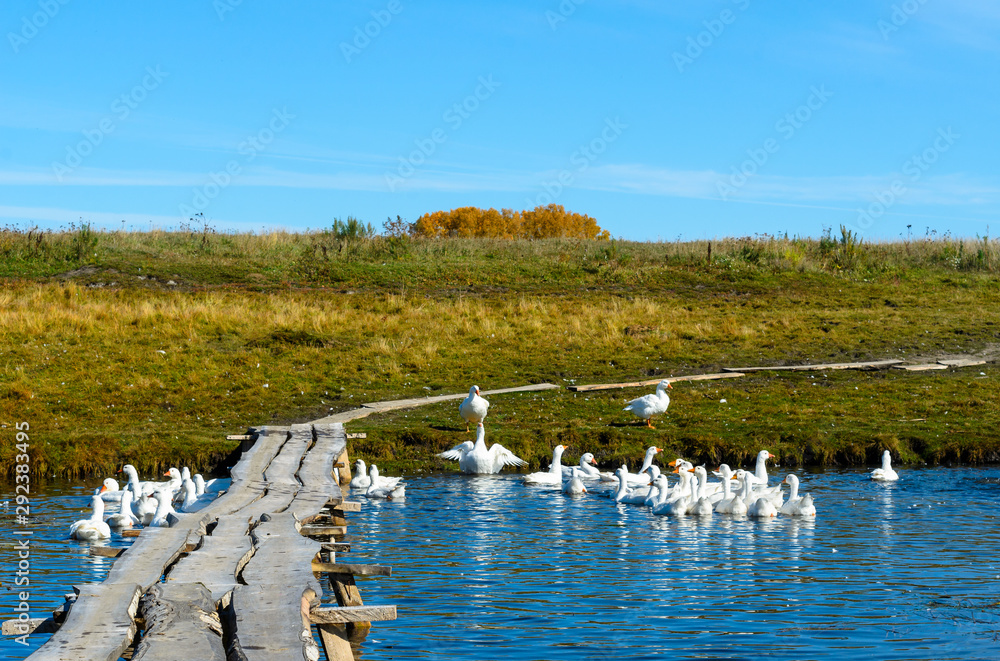 Many white domestic geese bathe and swim in a small pond near a wooden bridge on a background of trees and green fields.