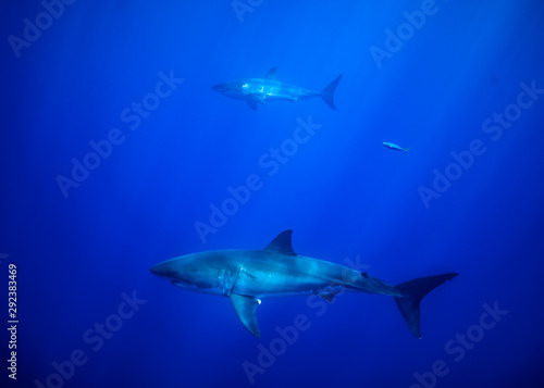 Great White Shark  Guadalupe Island  Isla Guadalupe  White Shark  Cage Diving